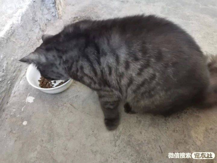 7777788888新版跑狗,小猫咪怎么养胖_王者版5.123