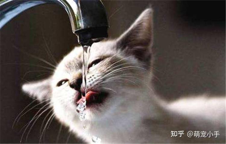 新澳最精准正最精准龙门客栈,猫咪怎么输液_免费版v2.6.160