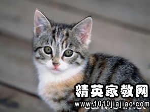 澳门正版资料大全免费歇后语,猫咪喘息重_简易版v9.2.225