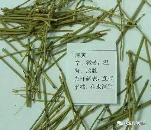 最新提炼麻黄，潜力挖掘与应用前景展望