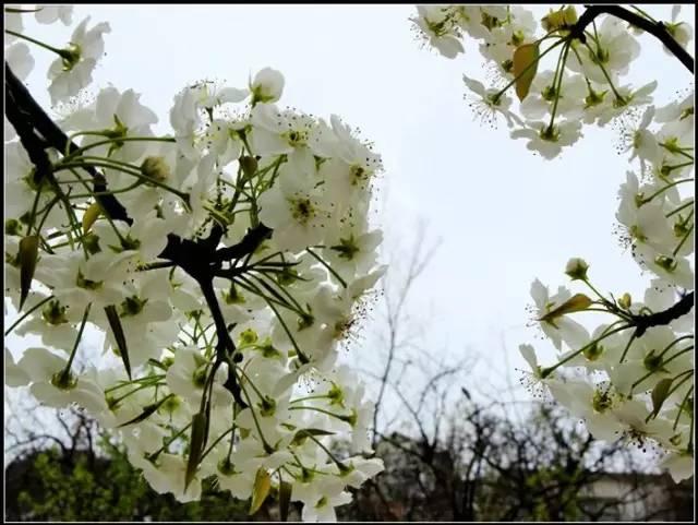 最新梨花雨，绽放之美与诗意韵味