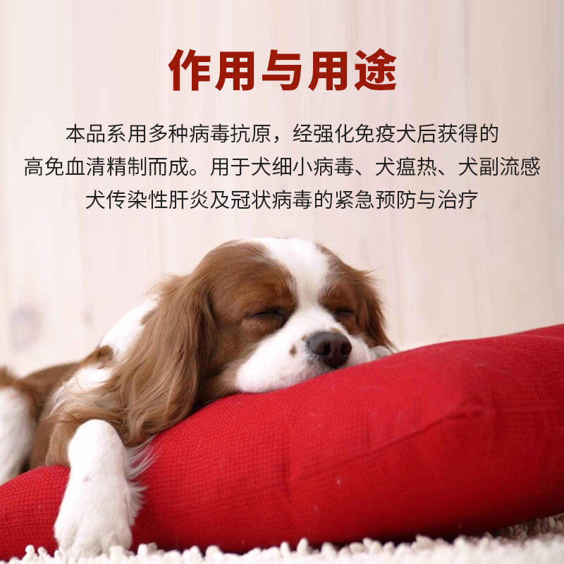 狗狗犬瘟血清，生命的博弈与希望之光