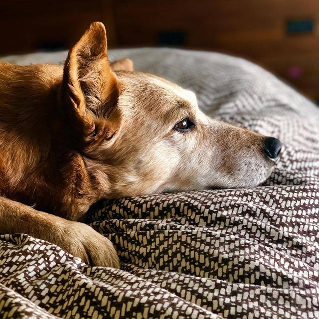 狗狗睡眠发出呜呜声，原因解析与应对方法