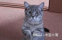 猫咪泪眼问题详解，成因、诊断与有效治疗法