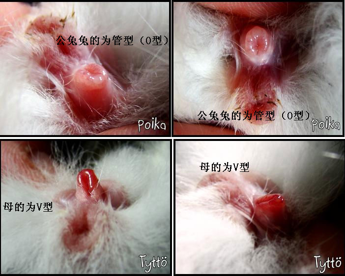 宠物兔子性别分辨攻略，如何准确区分公母兔子