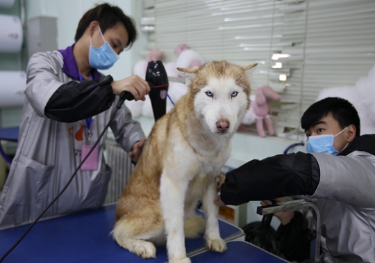 铁岭，宠物之城的温馨生活纪实