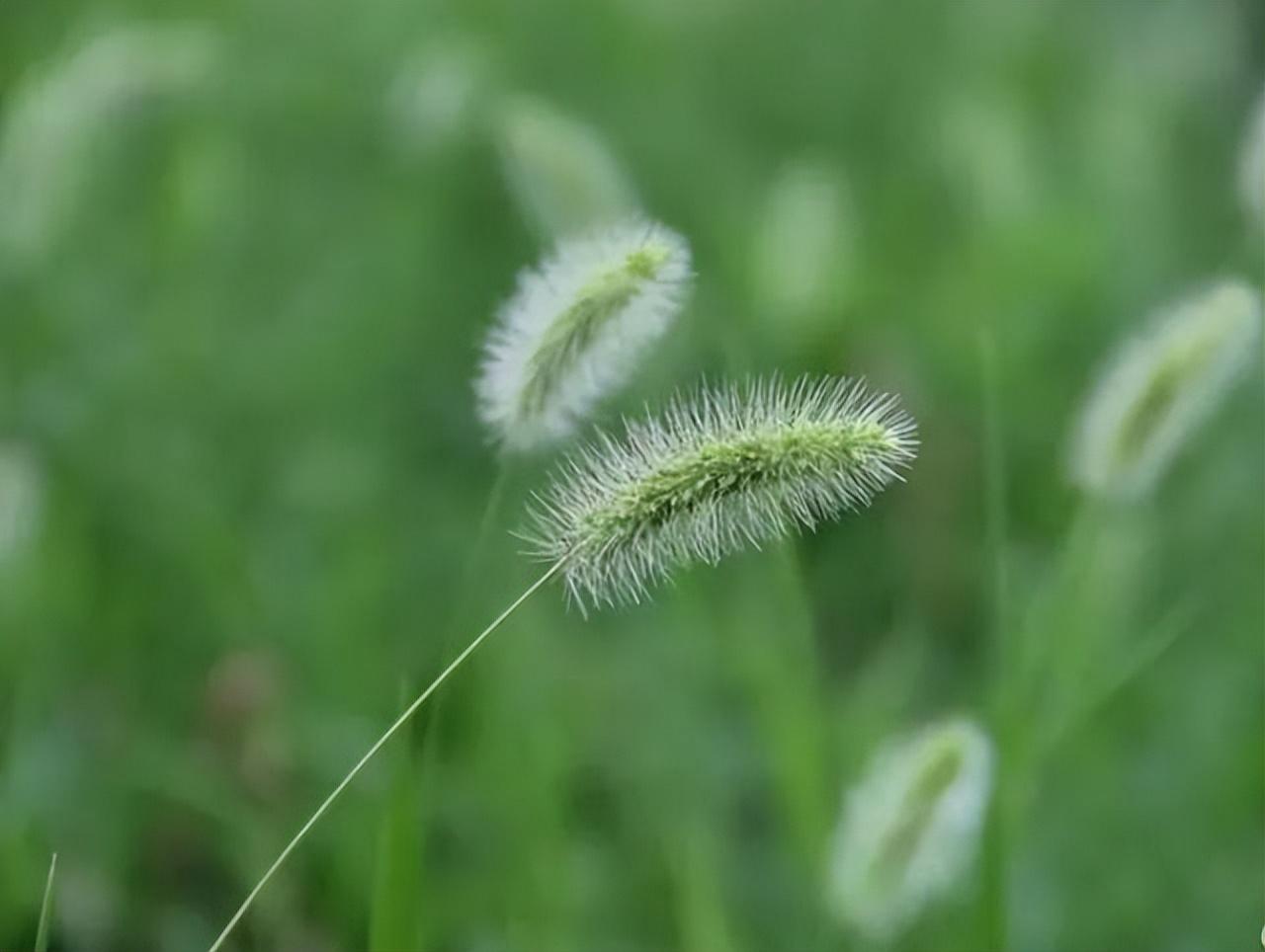 狗狗胃炎治疗指南，全面方法与策略