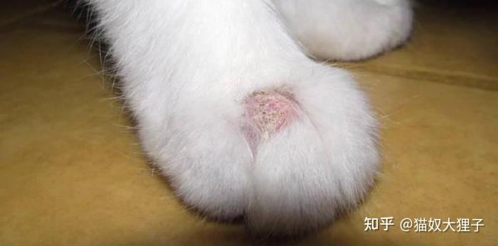 猫咪真菌感染治疗全攻略