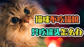 两个月猫咪拒绝猫粮原因分析及解决方法