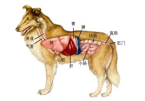 狗狗脾脏不良症状详解