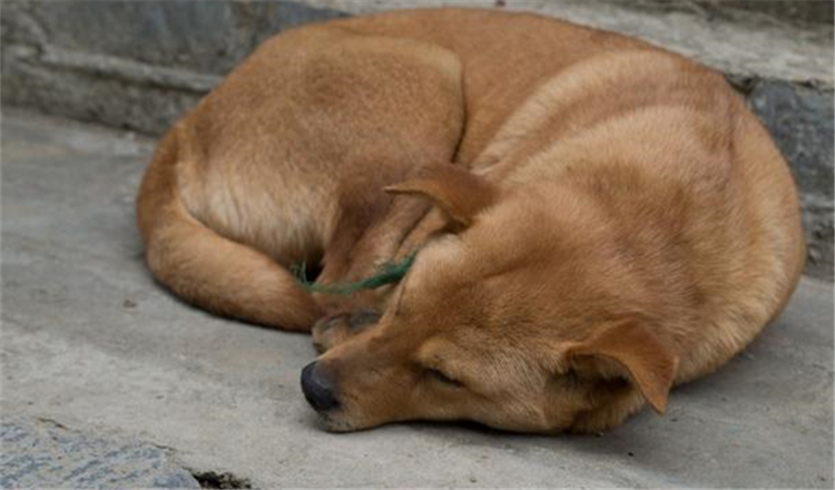 狗狗睡眠姿势图解，解读狗狗的梦境与情感表达