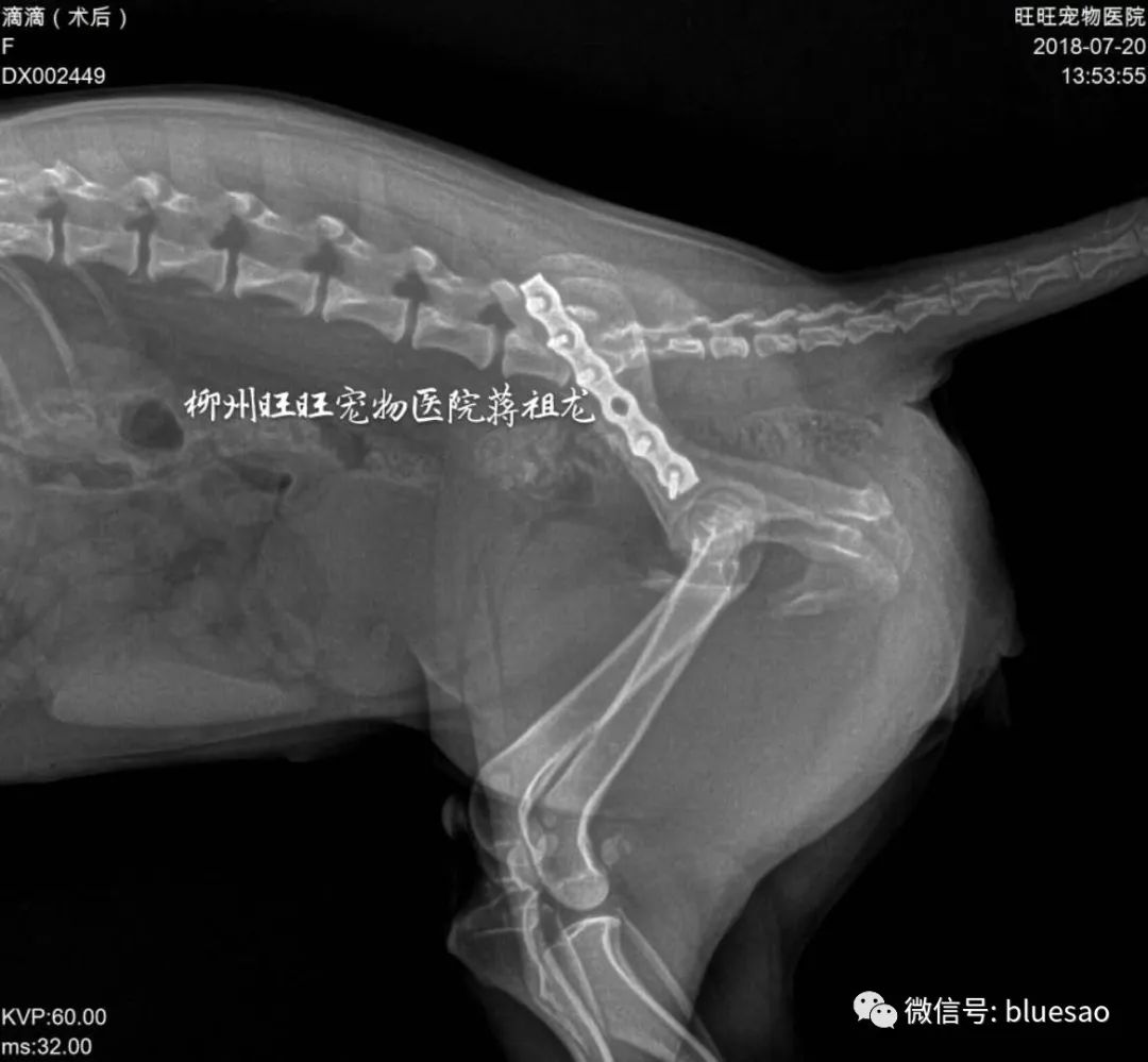 宠物骨板，了解、保护与照顾的重要性全解析