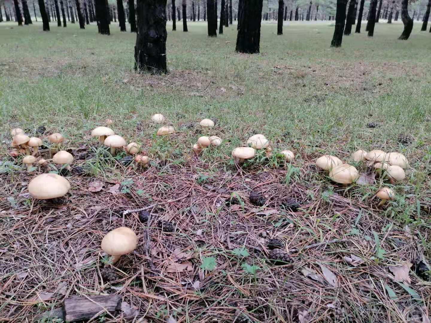 东北蘑菇图片大全，自然瑰宝、美食诱惑的完美结合