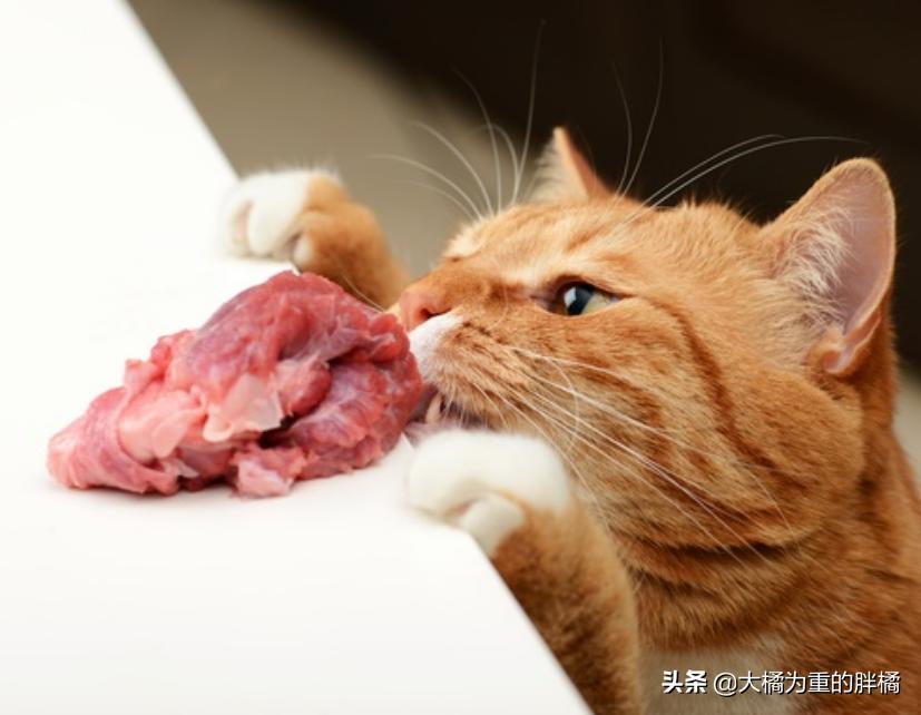 猫咪饮食与健康，探究猫咪吃什么呕什么的秘密