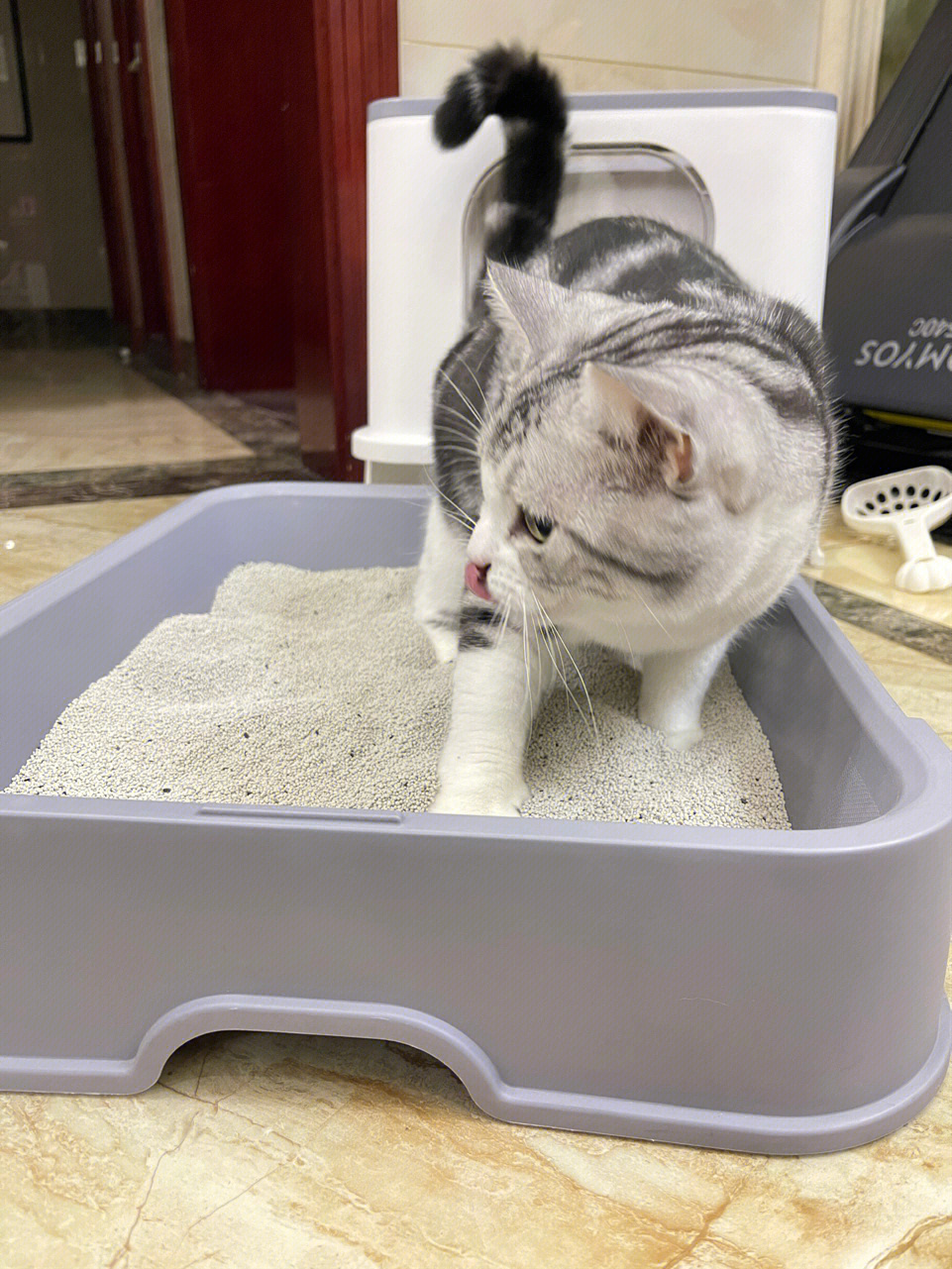 猫咪与膨润土猫砂，美食探索之旅