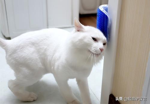 猫咪皮肤病全面解析，防治建议与应对之策