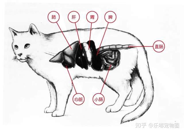 猫咪肠炎防治宝典