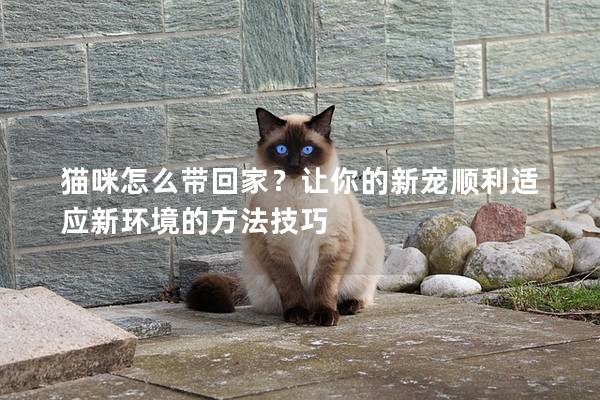 猫咪适应新环境的全方位指南