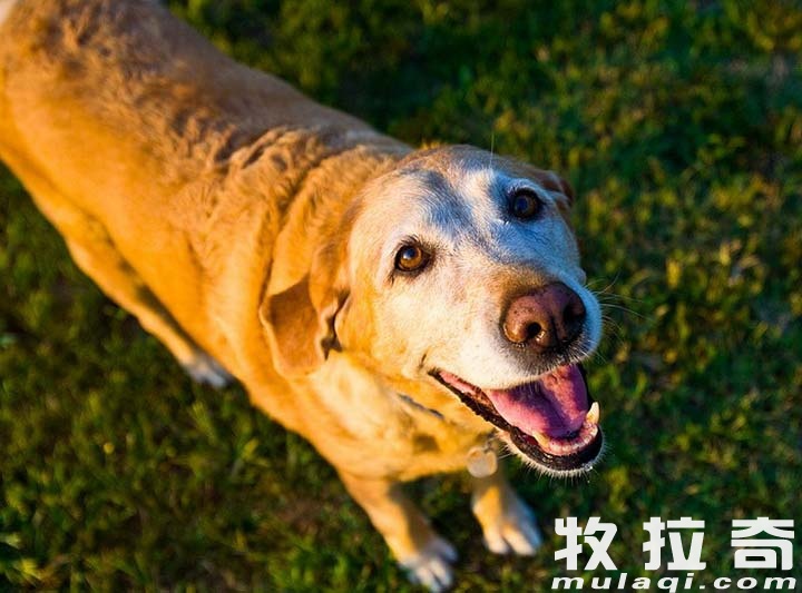 狗狗吃了猫屎会有何影响？宠物间的潜在风险解析及应对之策