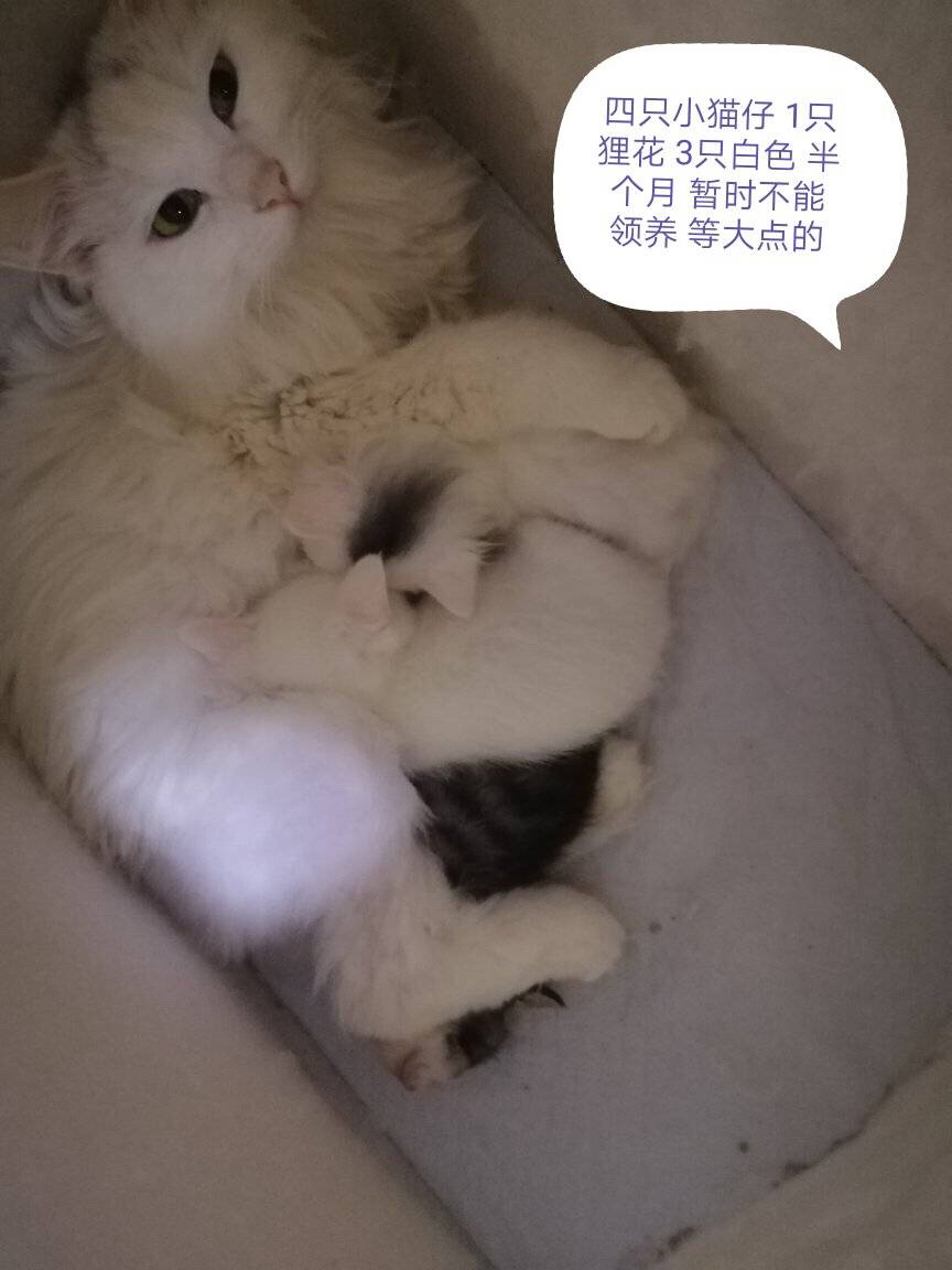 大连猫咪领养处，爱与责任的温馨港湾