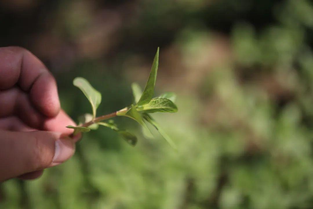 野春最新章节，生命觉醒与自然的和谐律动